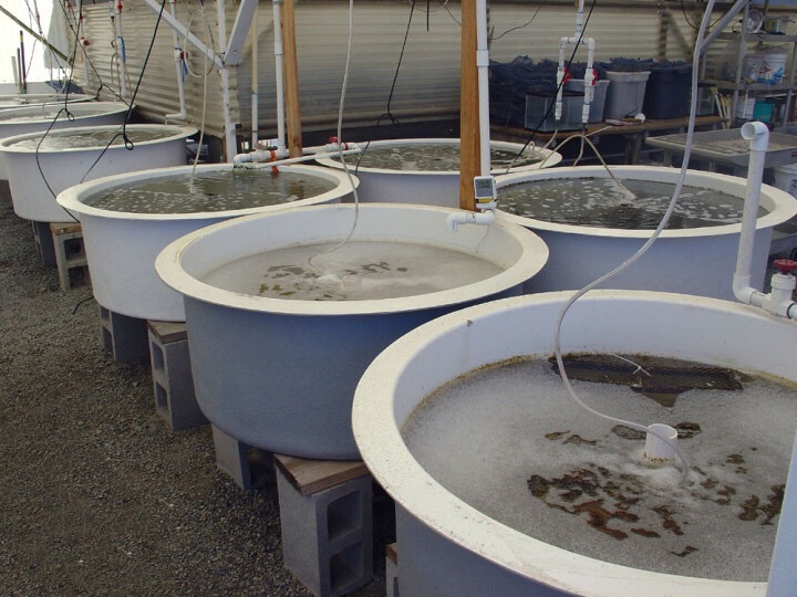 Bồn nuôi thuỷ sản Composite FRP